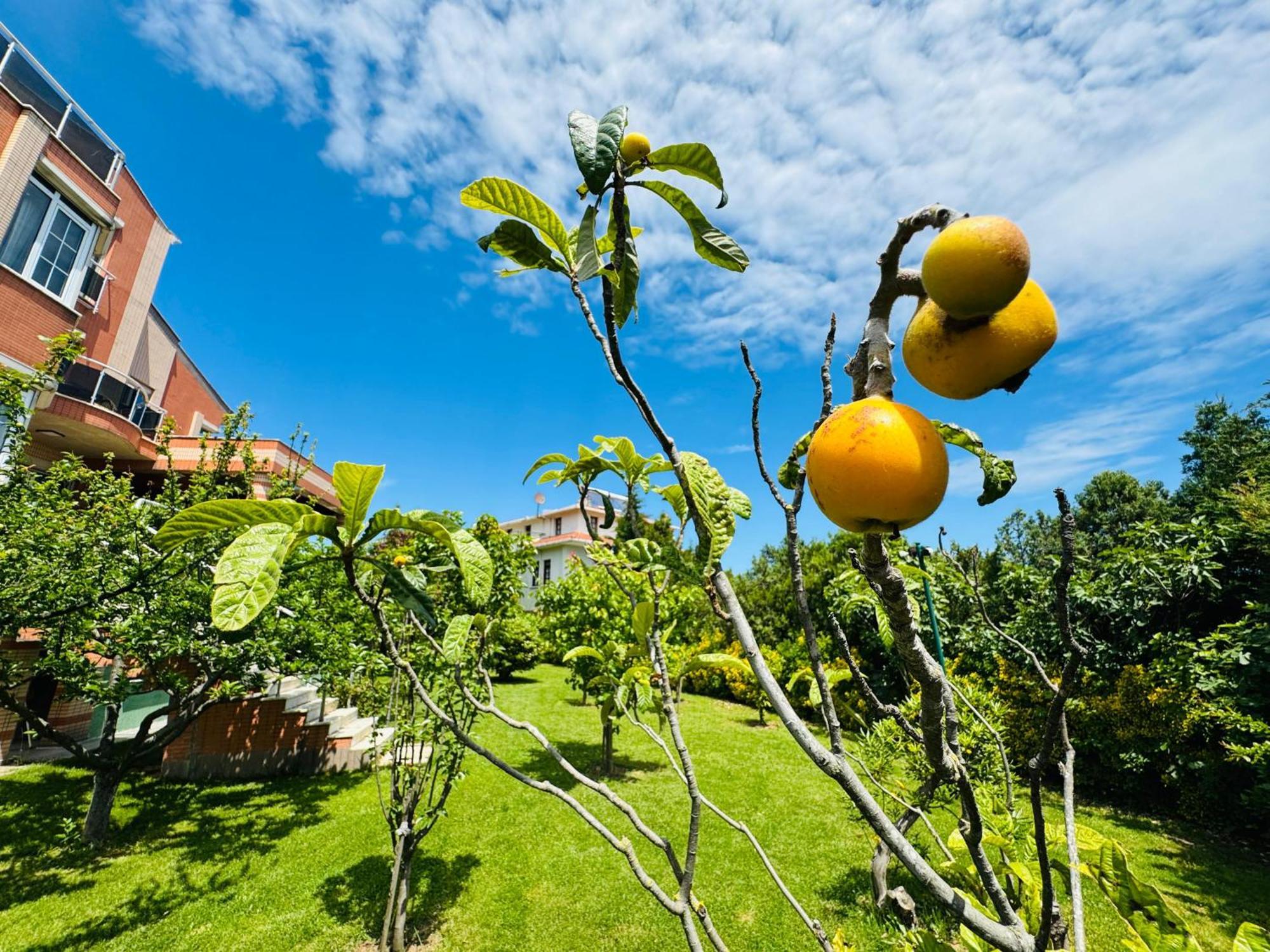 Treekos Suite Hotel Arnavutkoy Exterior photo